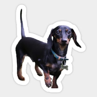 Tuff Dachshund sticker Sticker